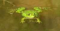 The fauna of Katon-Karagay park.