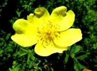 Blossoming of a dogrose in mountains of Zailiysky Ala Tau.