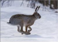 Hare a hare.