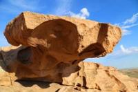 В горах Бектау Ата распространен можжевельник казацкий (Juniperus sabina) (каз. "кара арша" или "арша казак", это стелющийся кустарник растет на скалах и сухих горных склонах.