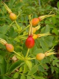 Flora of Bayanaul park.