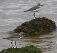 Anarhynchus leschenaultii.