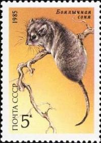 Селевиния, или боялычная соня (лат. Selevinia betpakdalaensis). Почтовая марка СССР №5660. 1985 год. Животные Красной книги СССР.