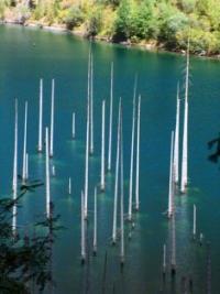 Kaindy lake. Almaty province. Southern Kazakhstan.