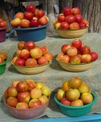 Свежие фрукты на базаре в Байсеите.