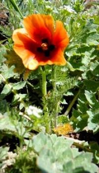 Flora of Kyzyl-Kum desert.