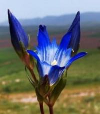 Gentiana kaufmanniana Regel et Schmalh.