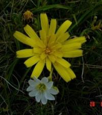 Nature of Semirechye Dzhetysu.