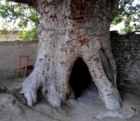 Ancient tree in Nokhur.