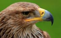 Show with birds of prey in Sunkar nursery.
