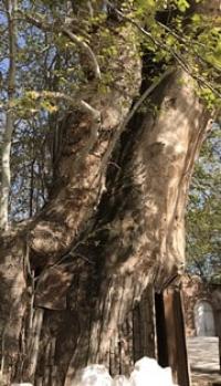 Sycamore in the village of Syrob. The sysamore is over 1000 years old. Surkhandarya region.