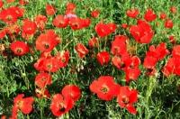 Poppies in the Almaty and Jambyl regions of Kazakhstan.