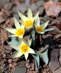 Tulipa orthopoda.