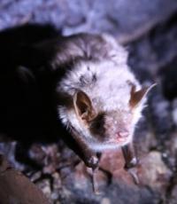 Bat in the cave Aktogay.