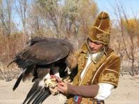 Demonstration hunting with golden eagle in Kazakhstan.