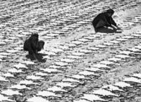 Drying of skins at the Lebapsky astrakhan plant.