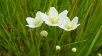 Flora of West Altai Reserve.