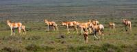 Fauna of Semirechye deserts.
