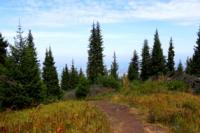 Tien-Shan fur-trees on an edge of mountain ridge in Zailiiskiy Alatau.
