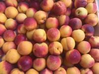 Местные абрикосы.