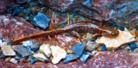 Siberian salamander (Ranodon sibiricus). Photo Dmitriy Sagurov.