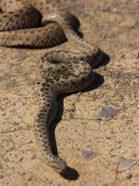 Deserts of the Turan lowland and Balkhash.