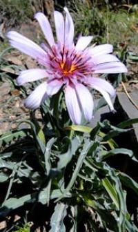 Козлобородник красный или казахский (Tragopogon ruber S.G. Gmel.