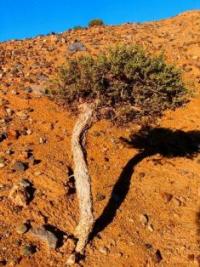 Plant biyrgun. The Altyn-Emel national park.