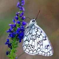 Fauna of Central Asia.