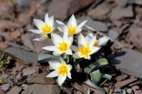 Tulipa orthopoda.