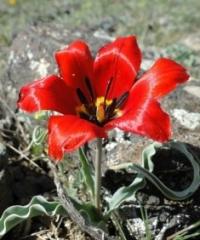Tulipa Ostrowskiana Regel.