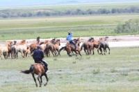 We observe, how shepherds collect horses.