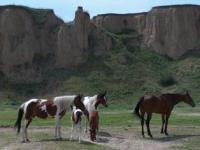 Horses of nature reserve Aksu-Zhabagly.