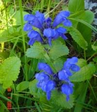 Flora of Central Asia.