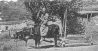 A Kyrgyz riding an ox. Photo by Ellsworth Huntington, 1903.