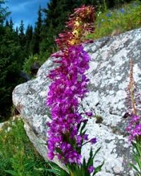 Flora of West Altai Reserve.