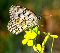 Fauna of Central Asia.