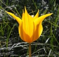Tulipa Ostrowskiana Regel.