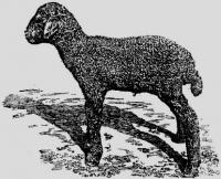 Karakul sheep in Kazakhstan.