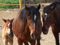 Local horses of breed Zhabe.