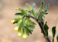 Flora of Central Asia.