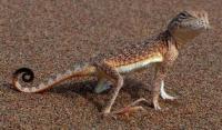 Fauna of Semirechye deserts.