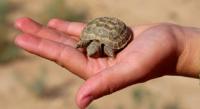 Среднеазиатская черепаха (Testudo horsfieldii).
