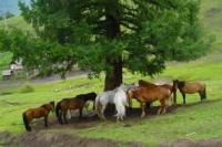 Sights of West Altai Nature Reserve.