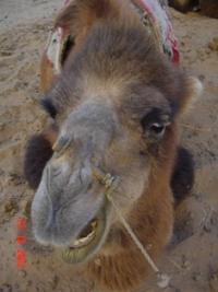 In the deserts of Central Asia.