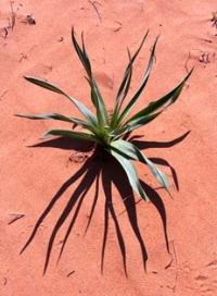 Flora of Kyzyl-Kum desert.