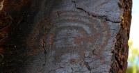 The petroglyphs of Moldazhar.