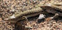 Fauna of Semirechye deserts.