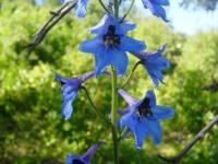 Flora of Central Asia.