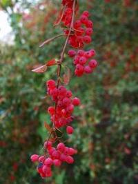 Барбарис Тунберга (Berberis thunbergii).